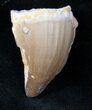 Fossil Mosasaurus Tooth #12739-1